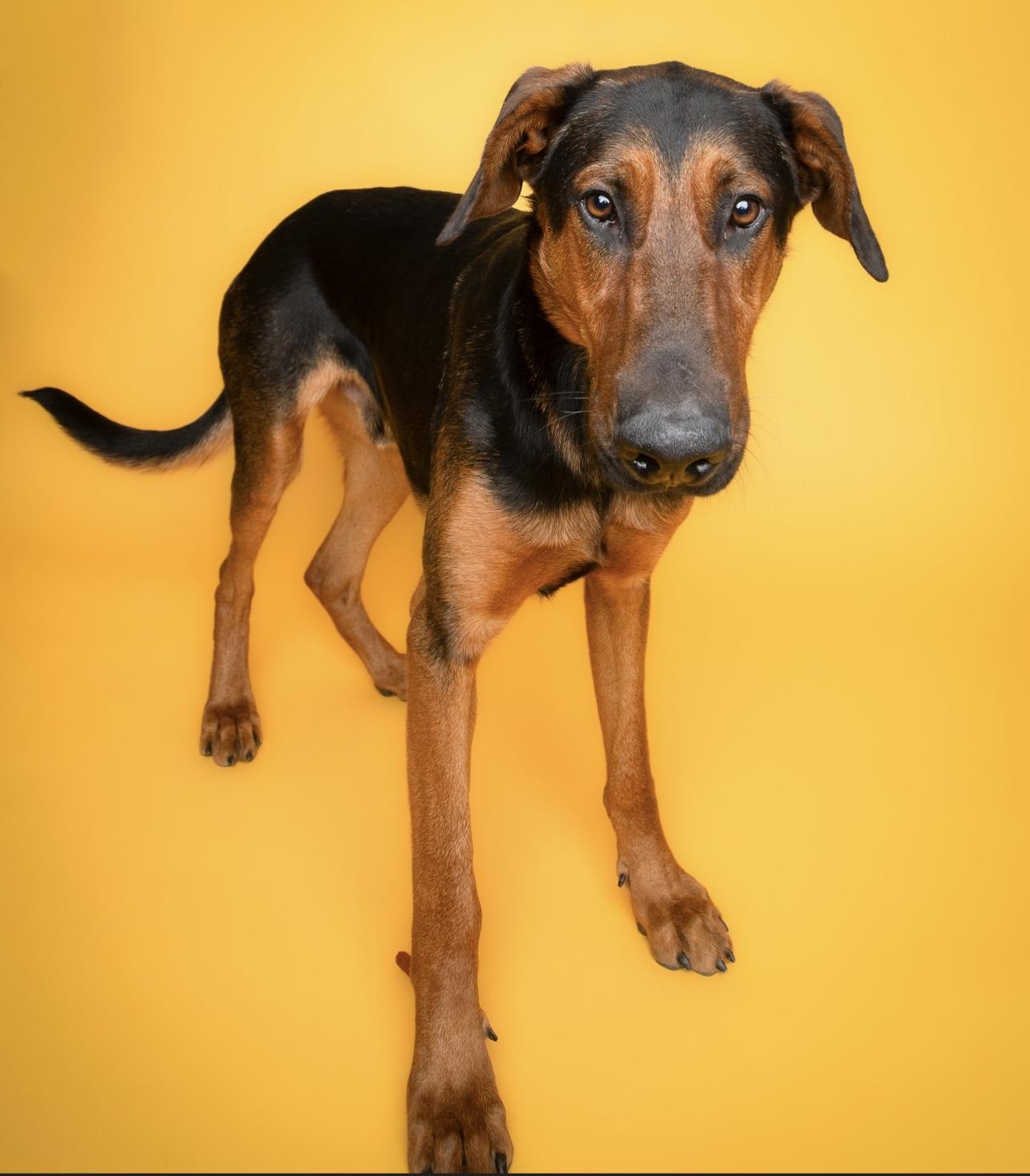 Flint, a Adoptable mixed breed in Culpeper, VA image 1/6