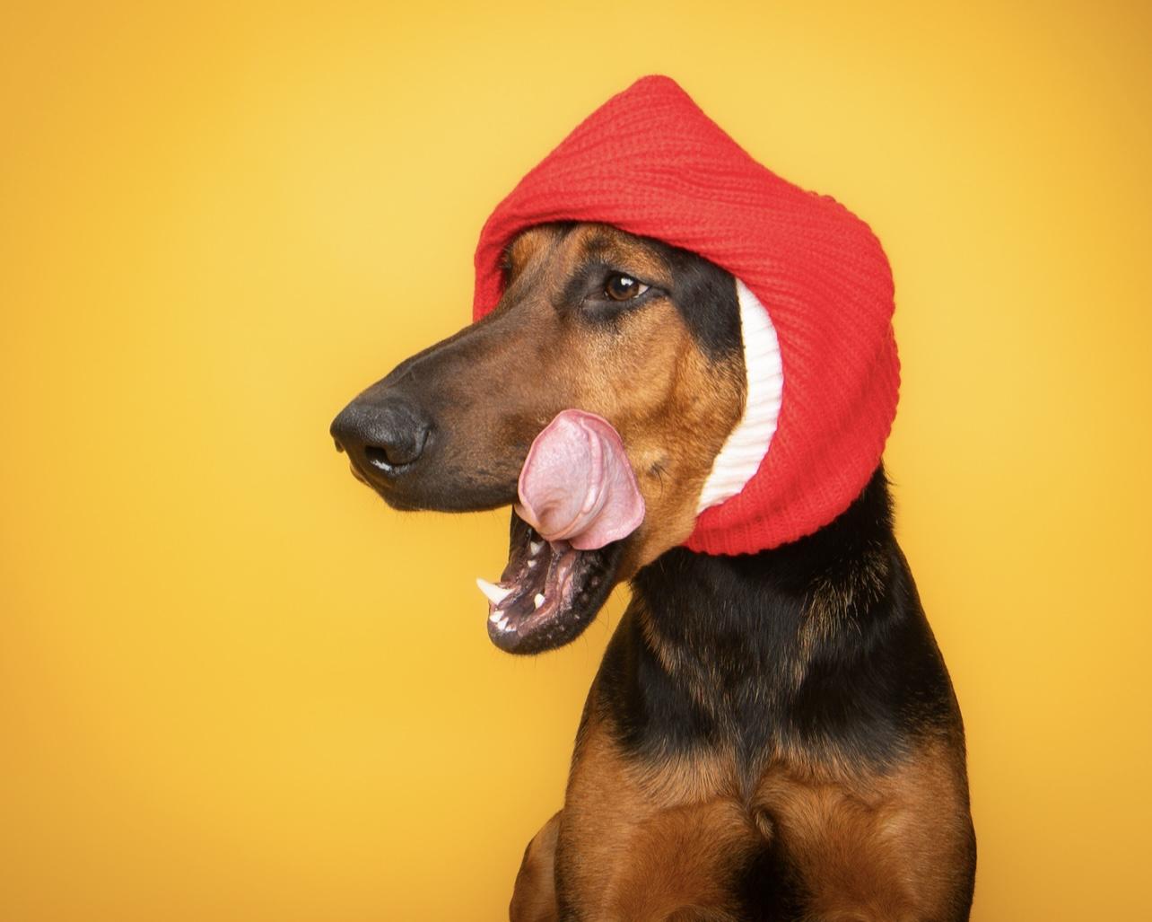 Flint, a Adoptable mixed breed in Culpeper, VA image 2/6