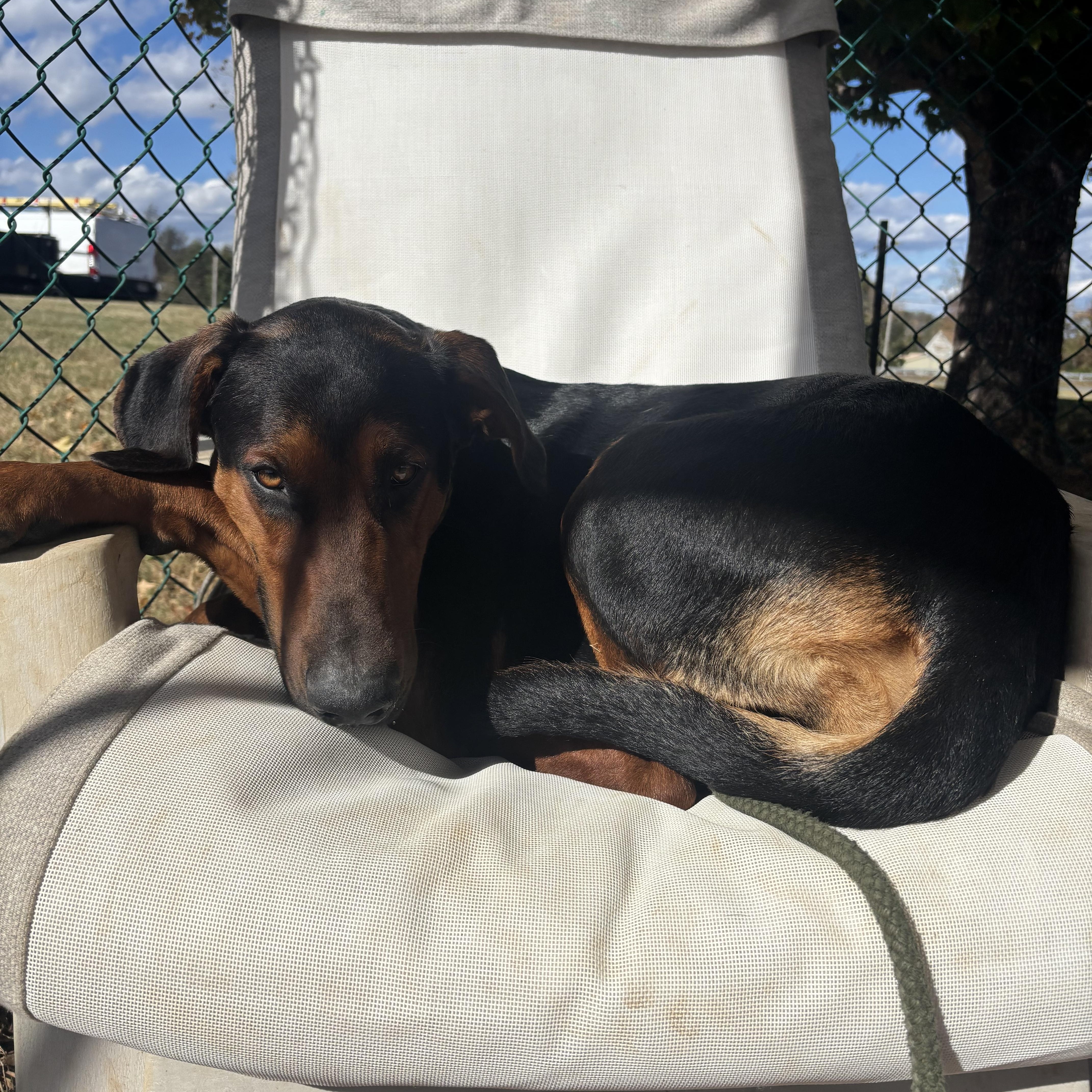 Flint, a Adoptable mixed breed in Culpeper, VA image 4/6