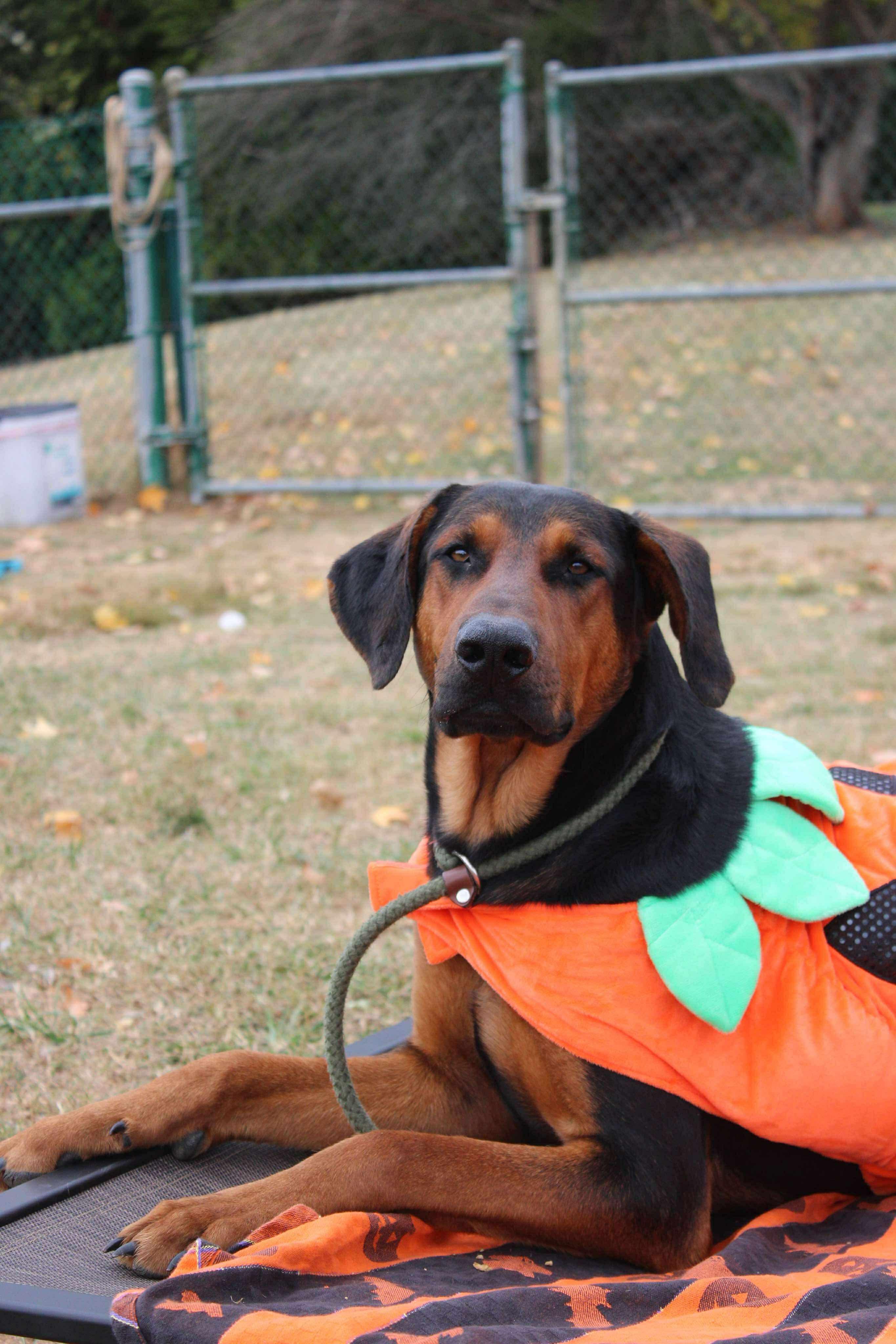 Flint, a Adoptable mixed breed in Culpeper, VA image 5/6