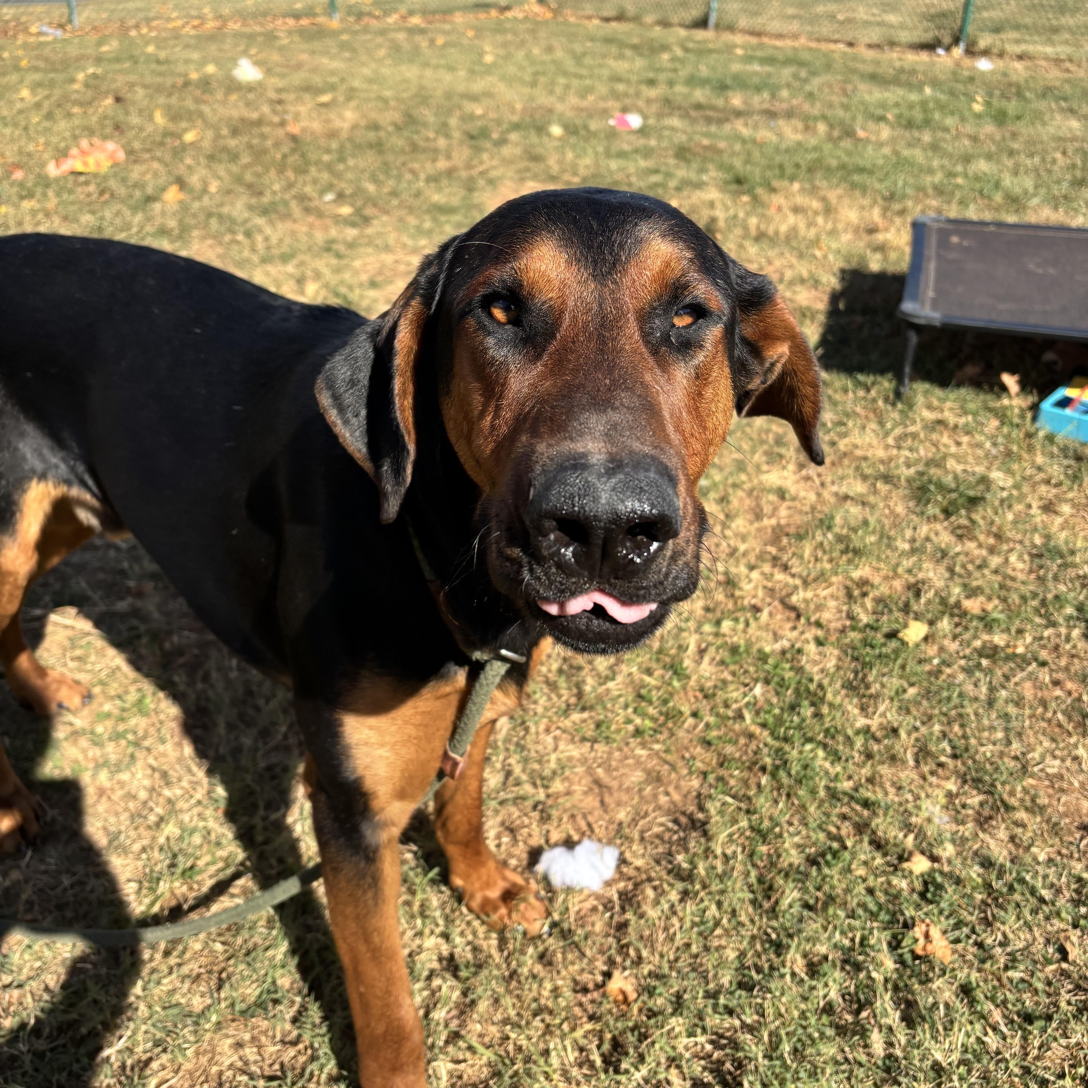 Flint, a Adoptable mixed breed in Culpeper, VA image 6/6