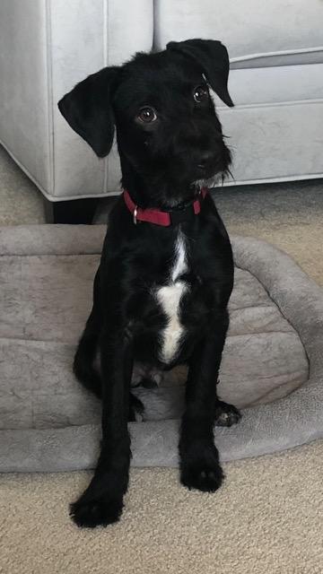 Enlarge Bixender, a Adopted mixed breed in West Bloomfield, MI image 1/3