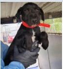 Enlarge Bixender, a Adopted mixed breed in West Bloomfield, MI image 2/3