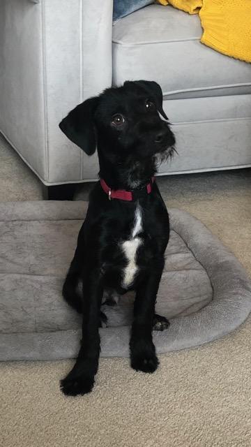 Enlarge Bixender, a Adopted mixed breed in West Bloomfield, MI image 3/3