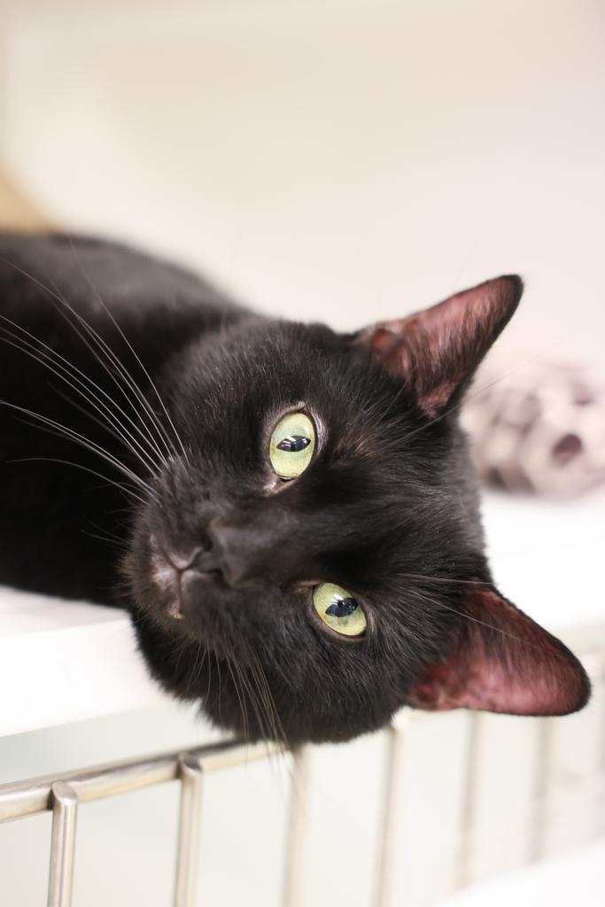 Moonshine, a Adoptable Domestic Short Hair in Saint Paul, MN image 2/4