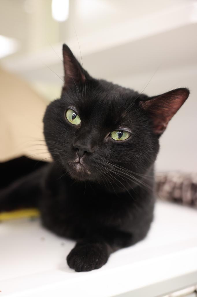 Moonshine, a Adoptable Domestic Short Hair in Saint Paul, MN image 3/4