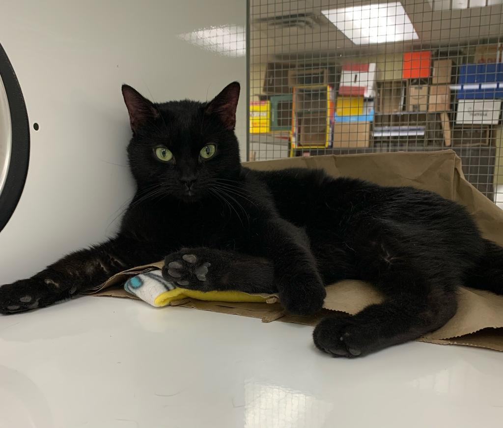 Enlarge Moonshine, a Adoptable Domestic Short Hair in Saint Paul, MN image 4/4