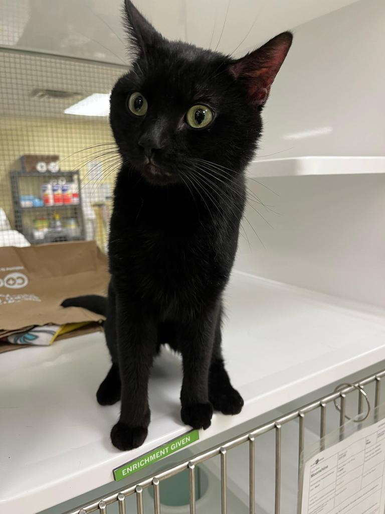 Moonshine, a Adoptable Domestic Short Hair in Saint Paul, MN image 4/4