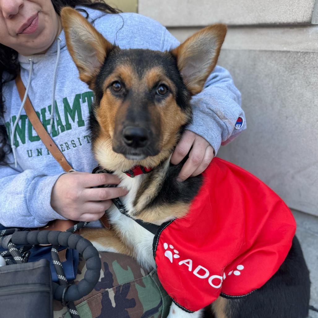 Enlarge Sherri Ann, a Adoptable Anatolian Shepherd in Brooklyn, NY image 1/6
