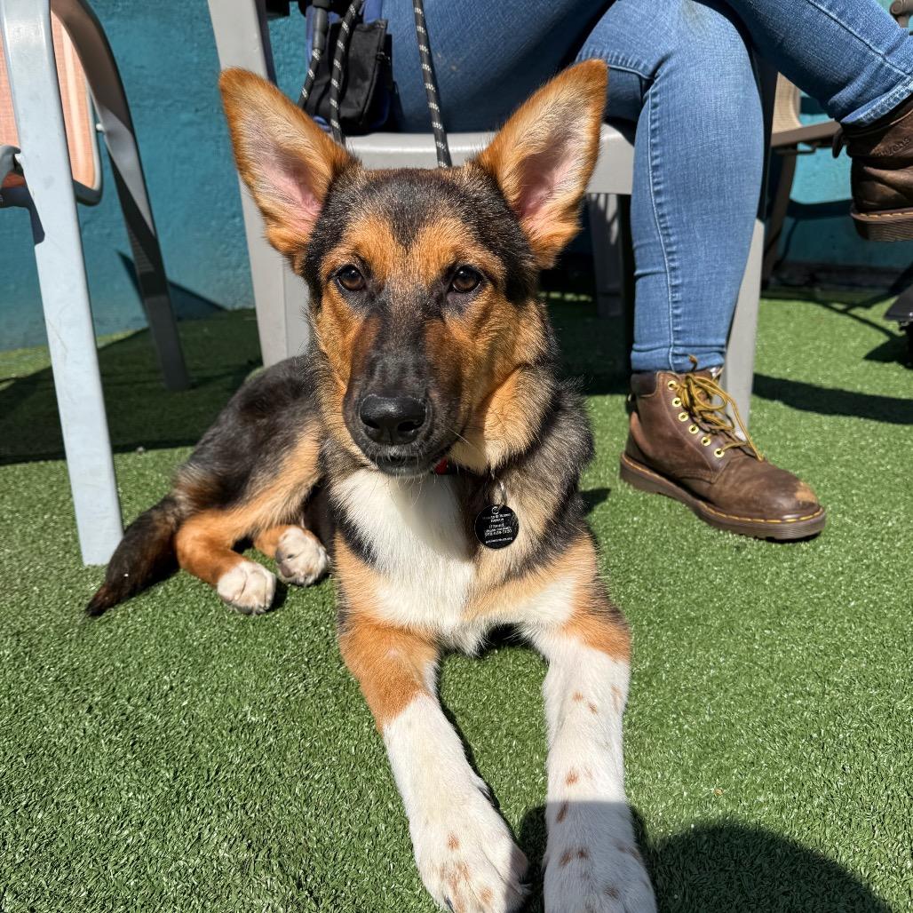Enlarge Sherri Ann, a Adoptable Anatolian Shepherd in Brooklyn, NY image 1/6