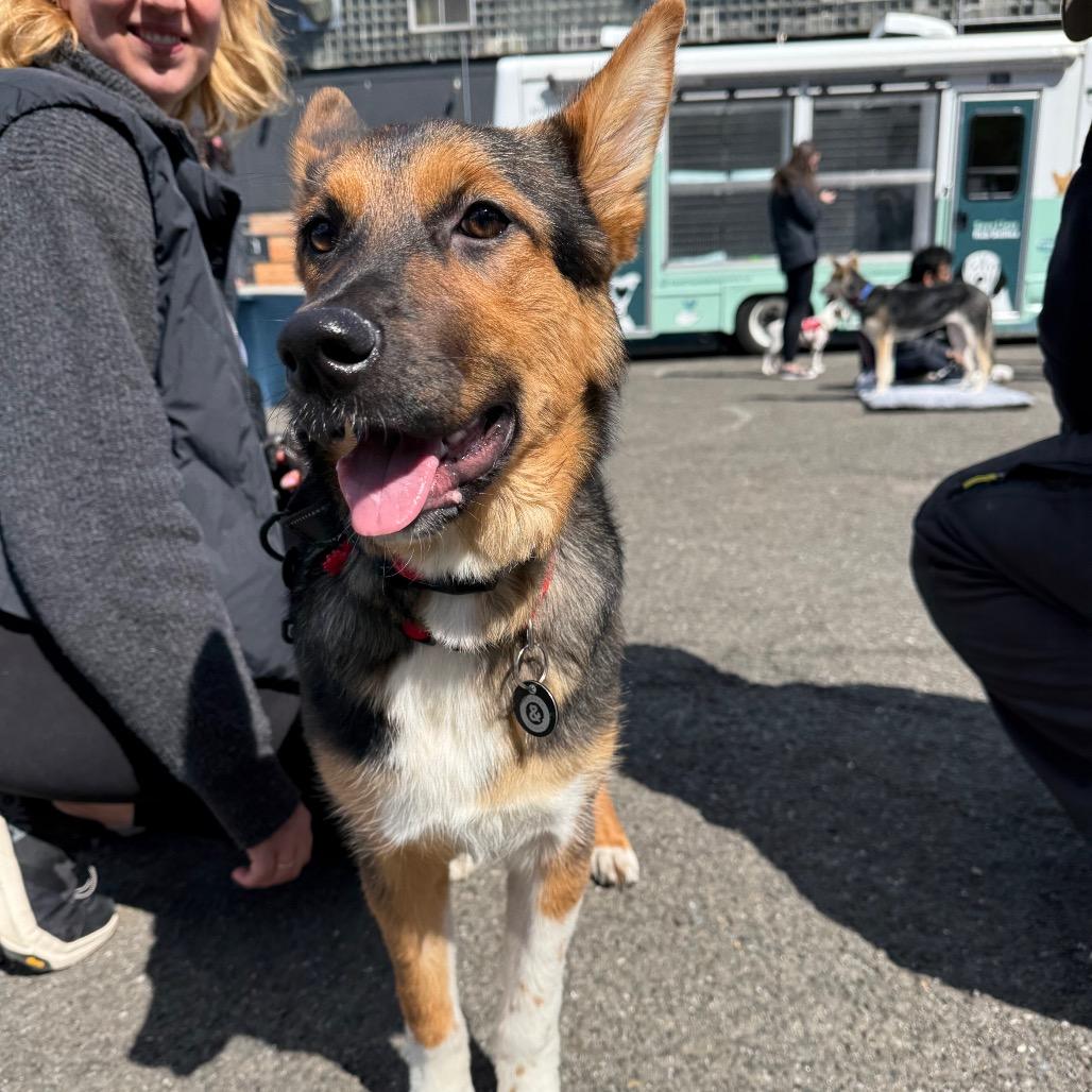 Enlarge Sherri Ann, a Adoptable Anatolian Shepherd in Brooklyn, NY image 2/6