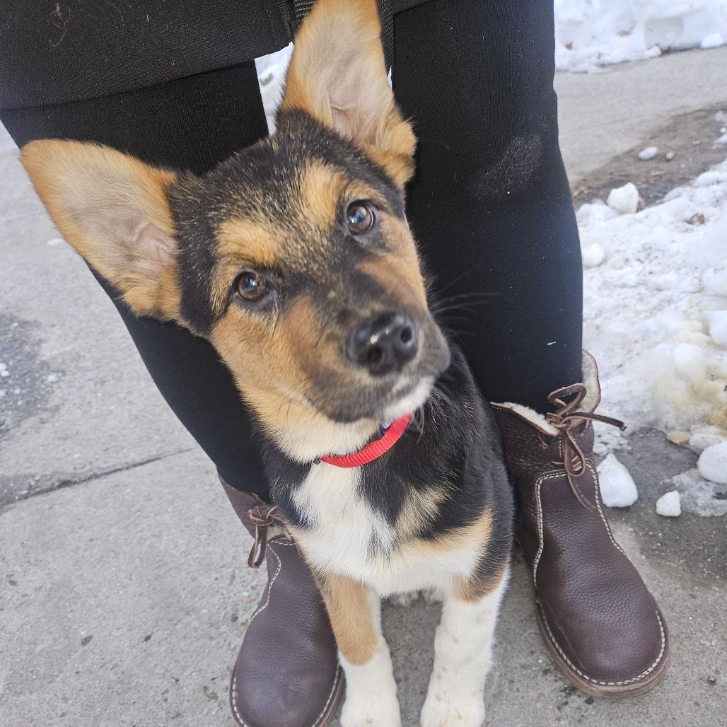 Enlarge Sherri Ann, a Adoptable Anatolian Shepherd in Brooklyn, NY image 1/6
