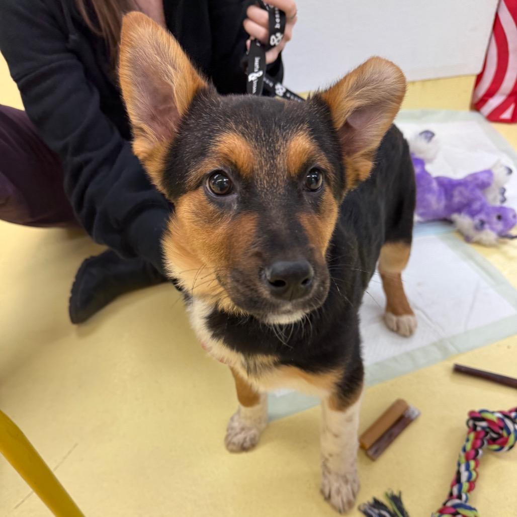Sherri Ann, Adoptable, Puppy Female Anatolian Shepherd.