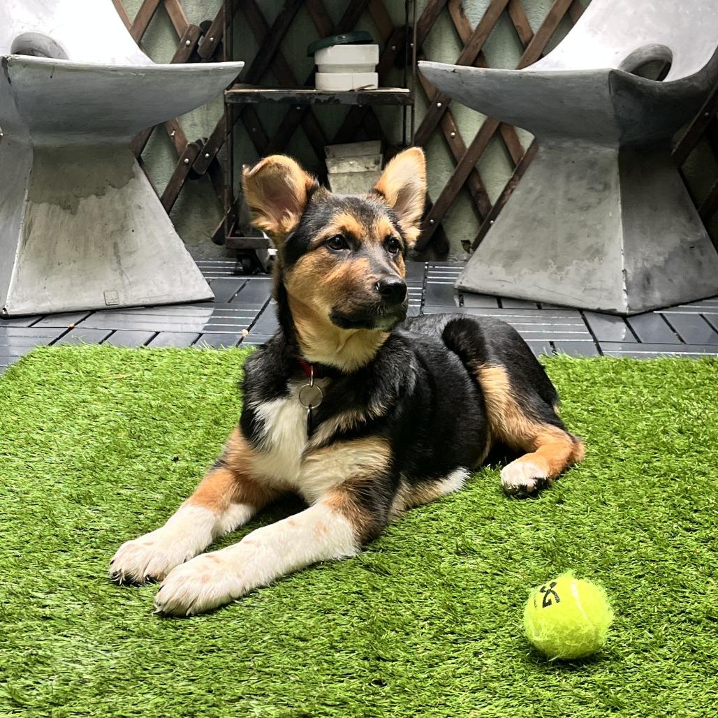 Enlarge Sherri Ann, a Adoptable Anatolian Shepherd in Brooklyn, NY image 2/6