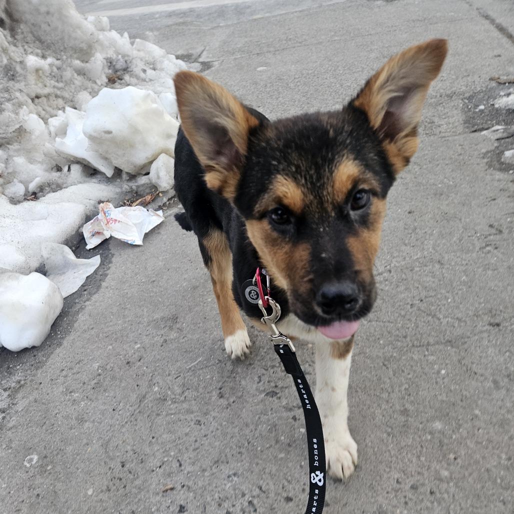 Enlarge Sherri Ann, a Adoptable Anatolian Shepherd in Brooklyn, NY image 3/6