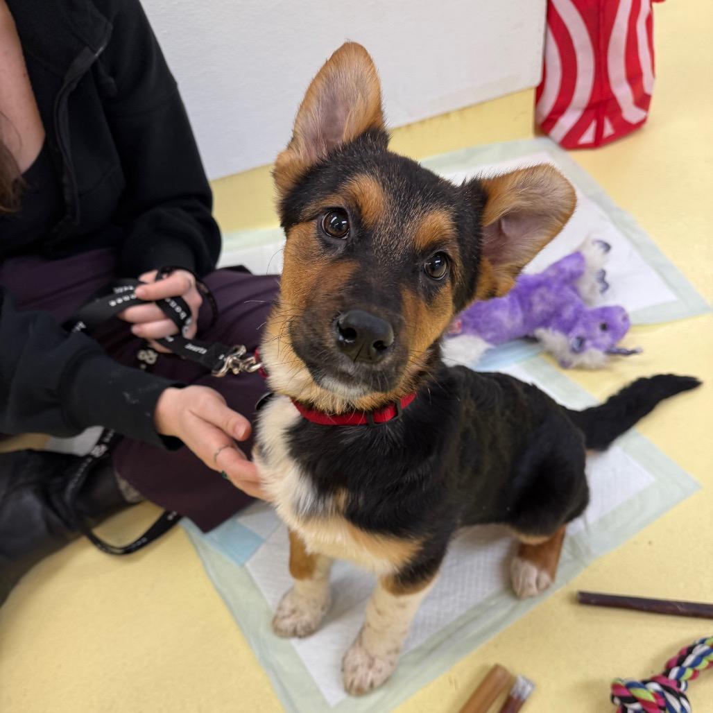Enlarge Sherri Ann, a Adoptable Anatolian Shepherd in Brooklyn, NY image 3/6