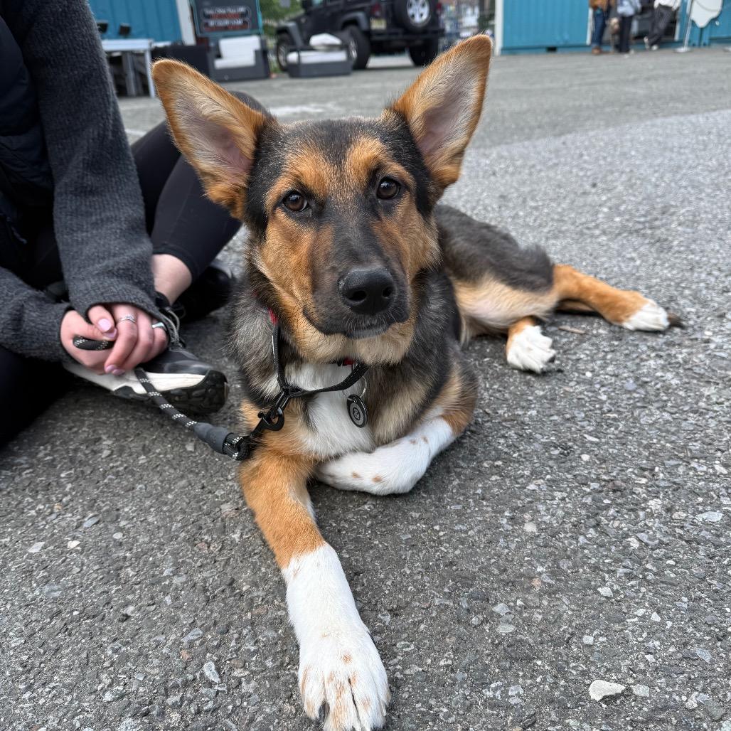 Sherri Ann, a Adoptable Anatolian Shepherd in YONKERS, NY image 2/6