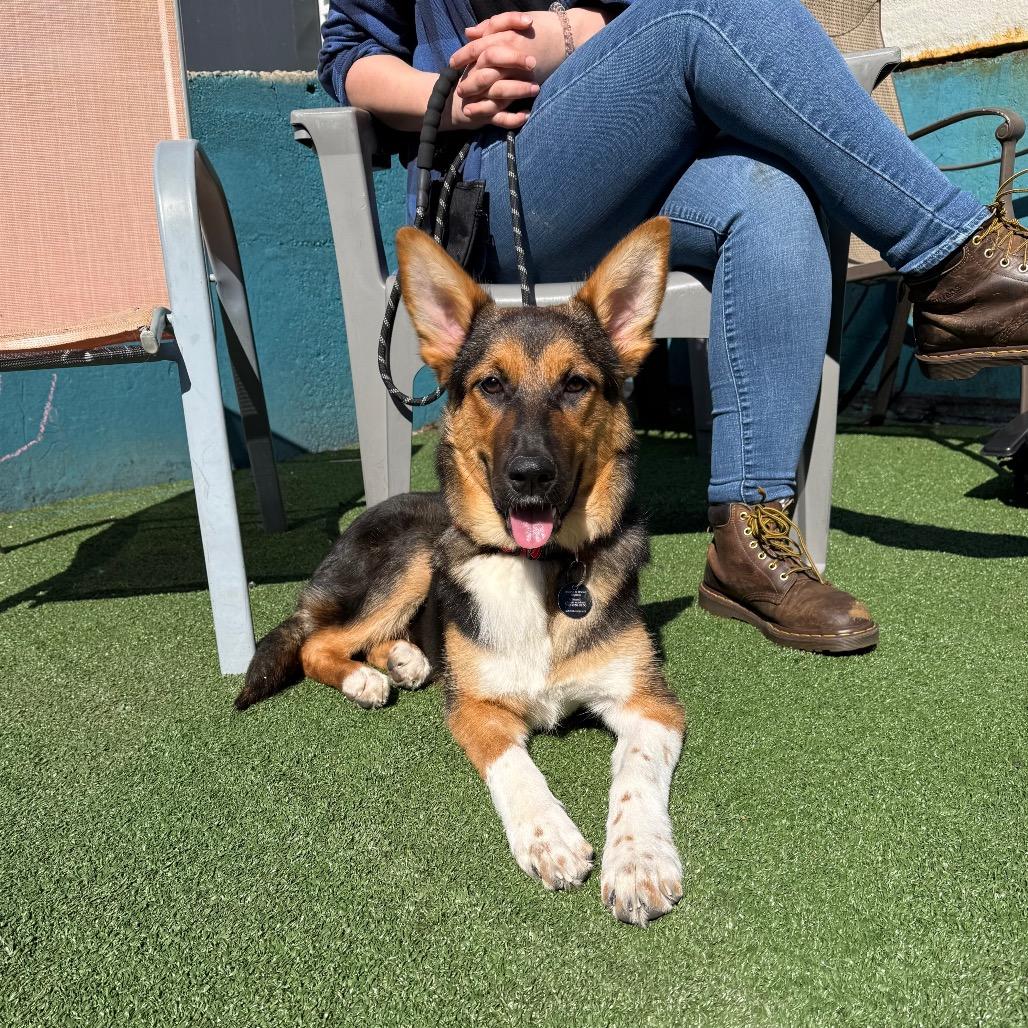 Enlarge Sherri Ann, a Adoptable Anatolian Shepherd in Brooklyn, NY image 4/6