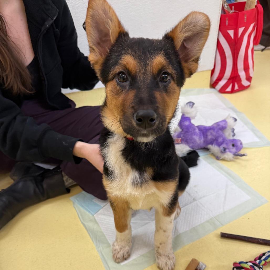 Enlarge Sherri Ann, a Adoptable Anatolian Shepherd in Brooklyn, NY image 4/6