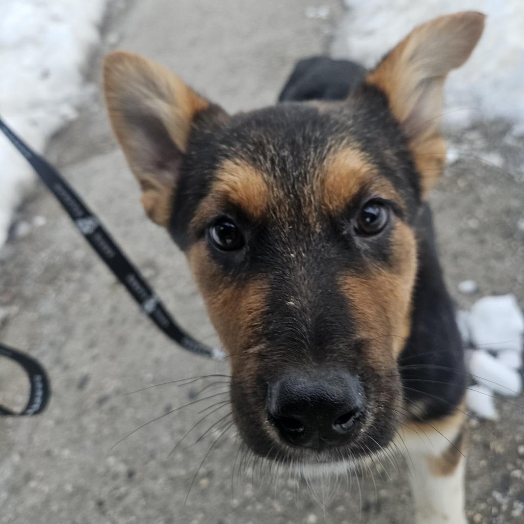 Enlarge Sherri Ann, a Adoptable Anatolian Shepherd in Brooklyn, NY image 4/6