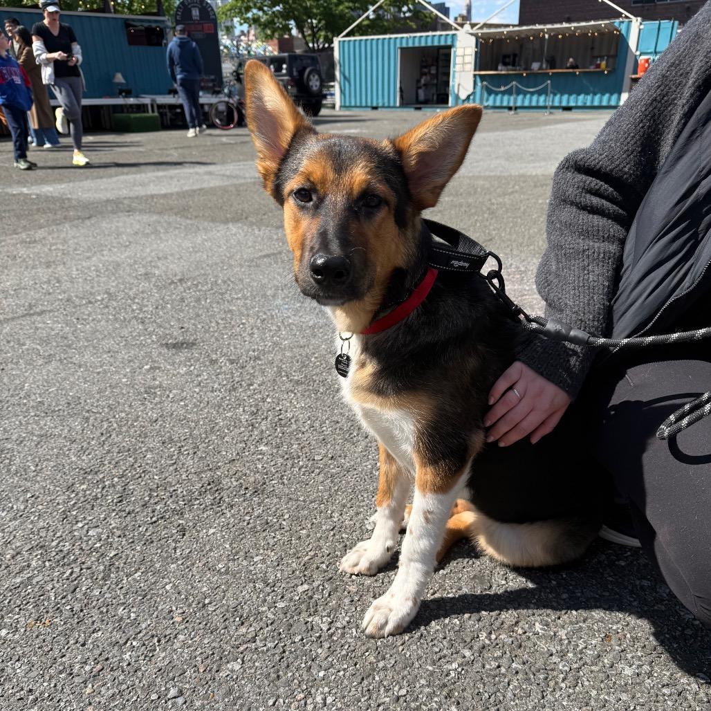 Enlarge Sherri Ann, a Adoptable Anatolian Shepherd in Brooklyn, NY image 5/6