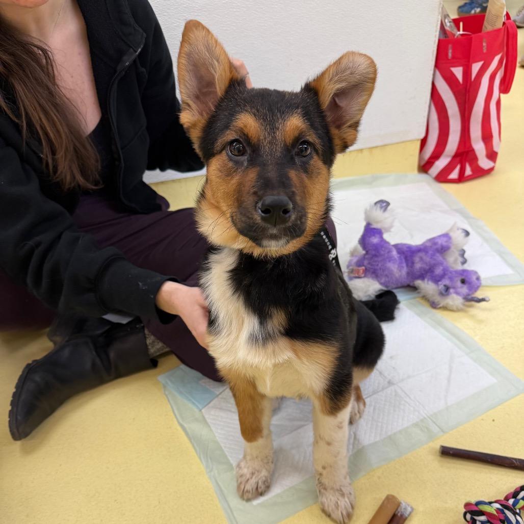 Enlarge Sherri Ann, a Adoptable Anatolian Shepherd in Brooklyn, NY image 5/6