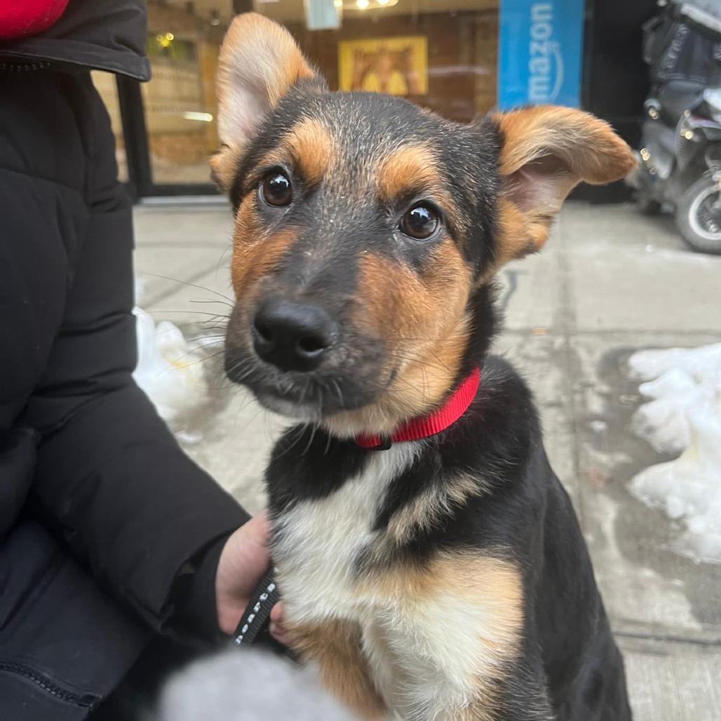 Enlarge Sherri Ann, a Adoptable Anatolian Shepherd in Brooklyn, NY image 5/6