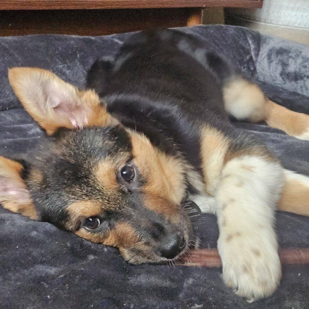 Enlarge Sherri Ann, a Adoptable Anatolian Shepherd in Brooklyn, NY image 6/6