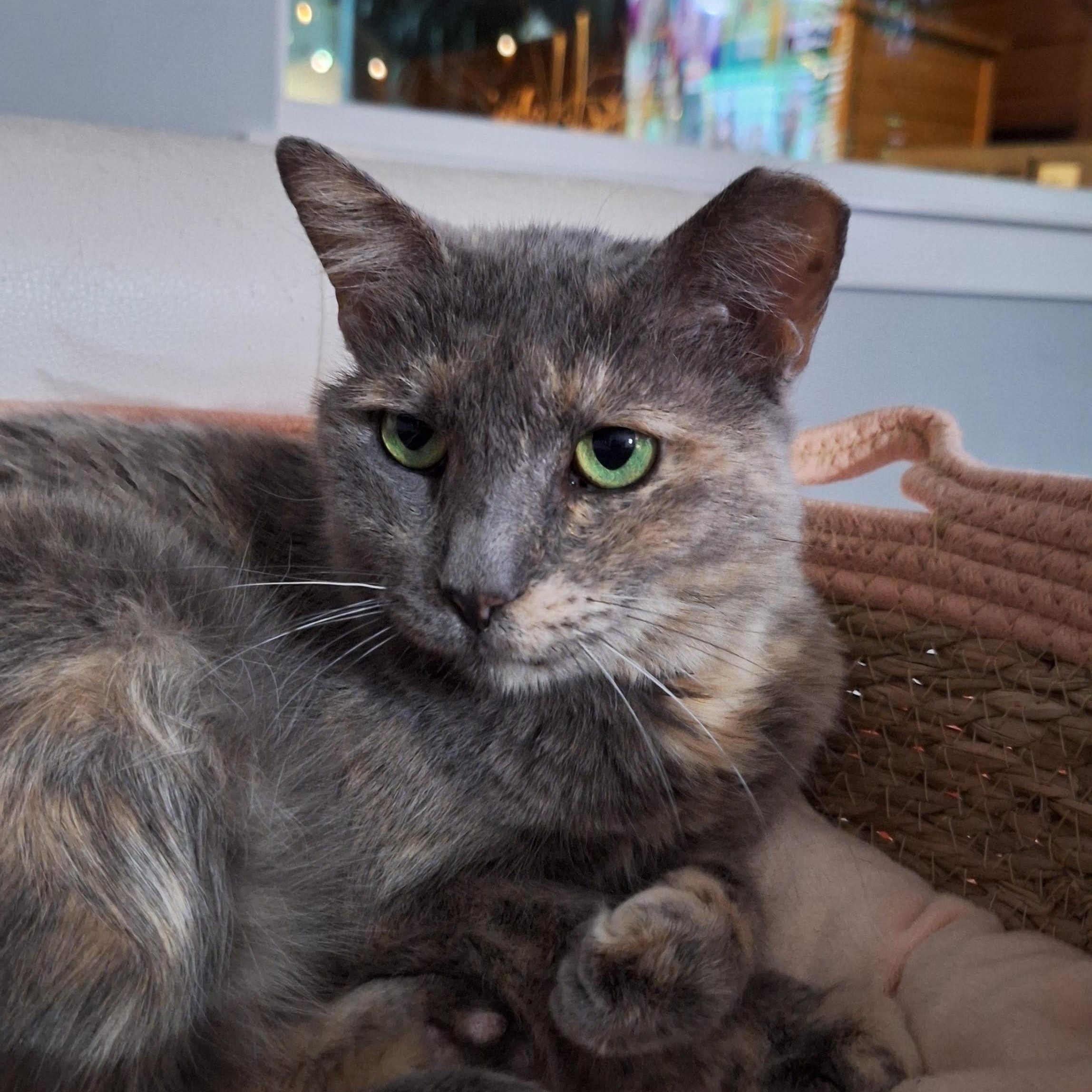 Enlarge Misha, a Adoptable Domestic Short Hair in Glastonbury, CT image 2/6