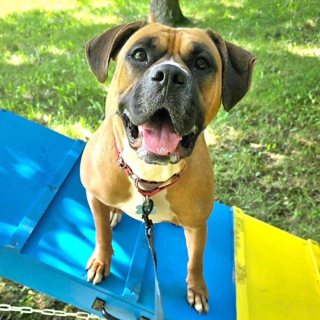 Molly, Adoptable, Adult Female Boxer & Mixed Breed.