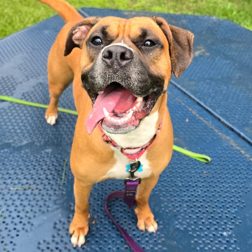 Enlarge Molly, a Adoptable mixed breed in Owosso, MI image 2/6