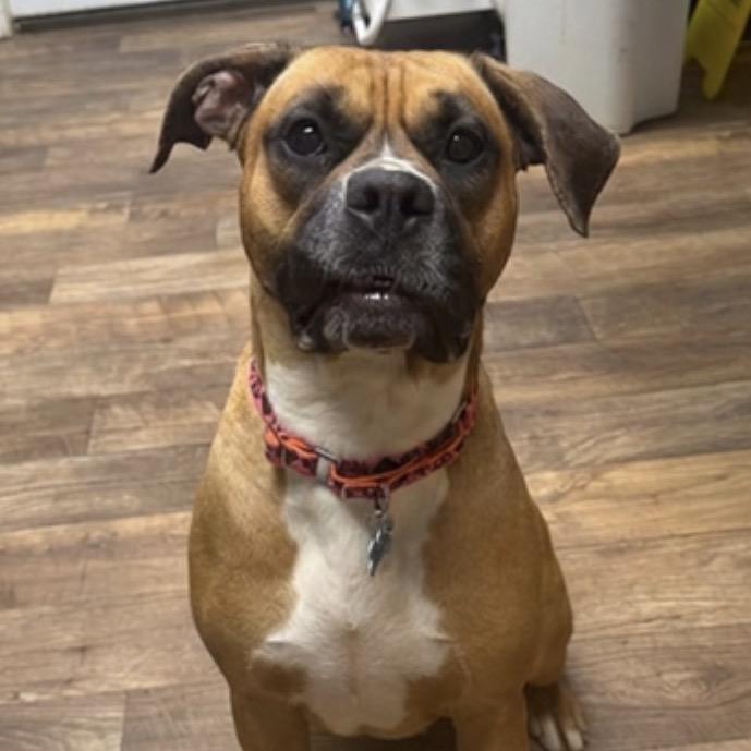 Enlarge Molly, a Adoptable mixed breed in Owosso, MI image 3/6
