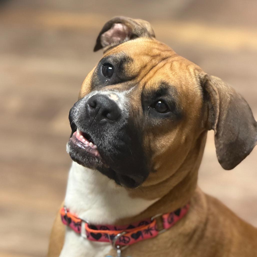 Enlarge Molly, a Adoptable mixed breed in Owosso, MI image 4/6