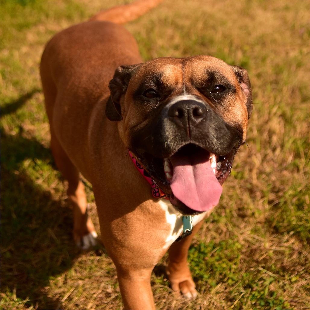 Enlarge Molly, a Adoptable mixed breed in Owosso, MI image 5/6