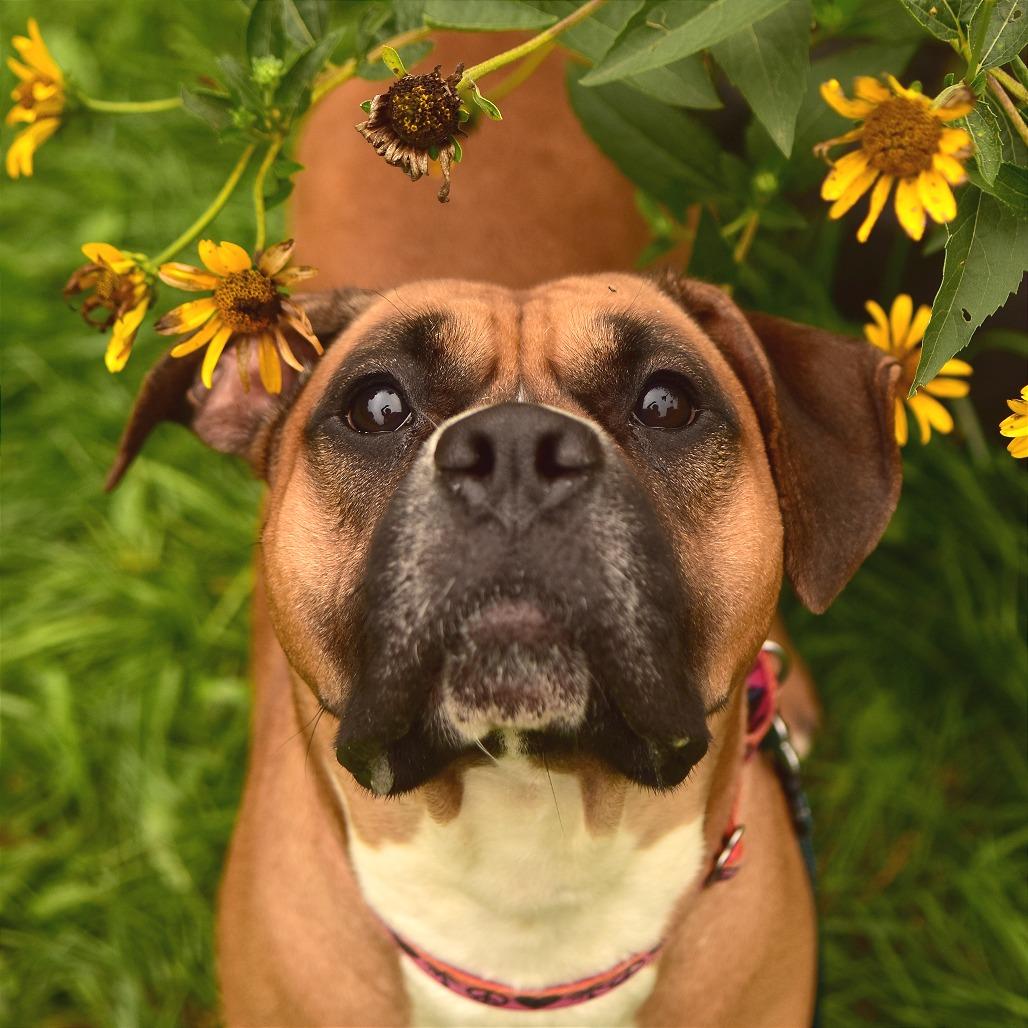 Enlarge Molly, a Adoptable mixed breed in Owosso, MI image 6/6