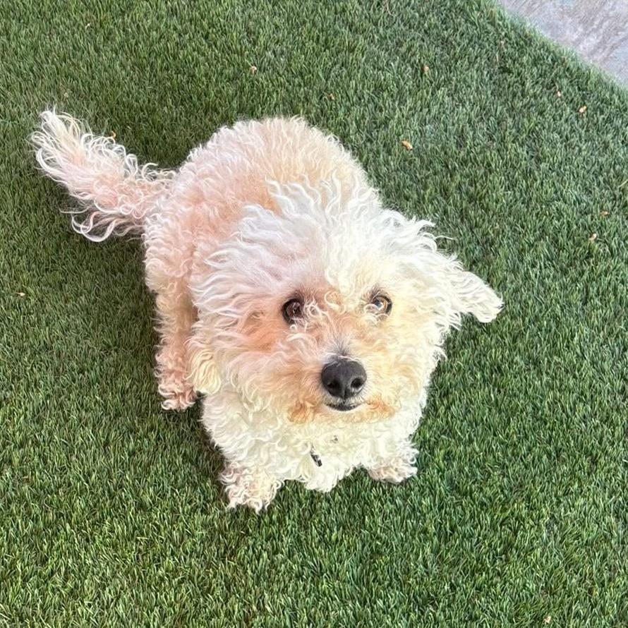 Enlarge West, a Adoptable Bichon Frise in Las Vegas, NV image 4/6