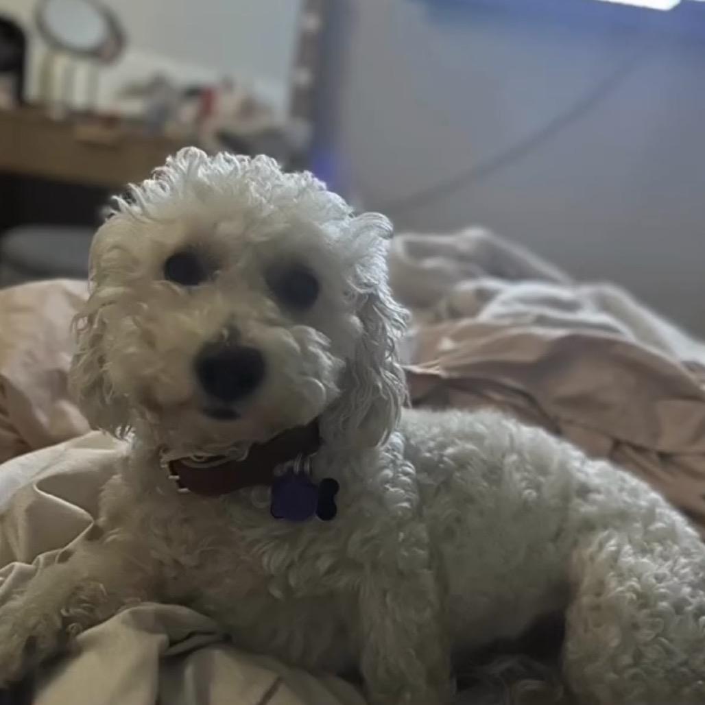 Enlarge West, a Adoptable Bichon Frise in Las Vegas, NV image 5/6