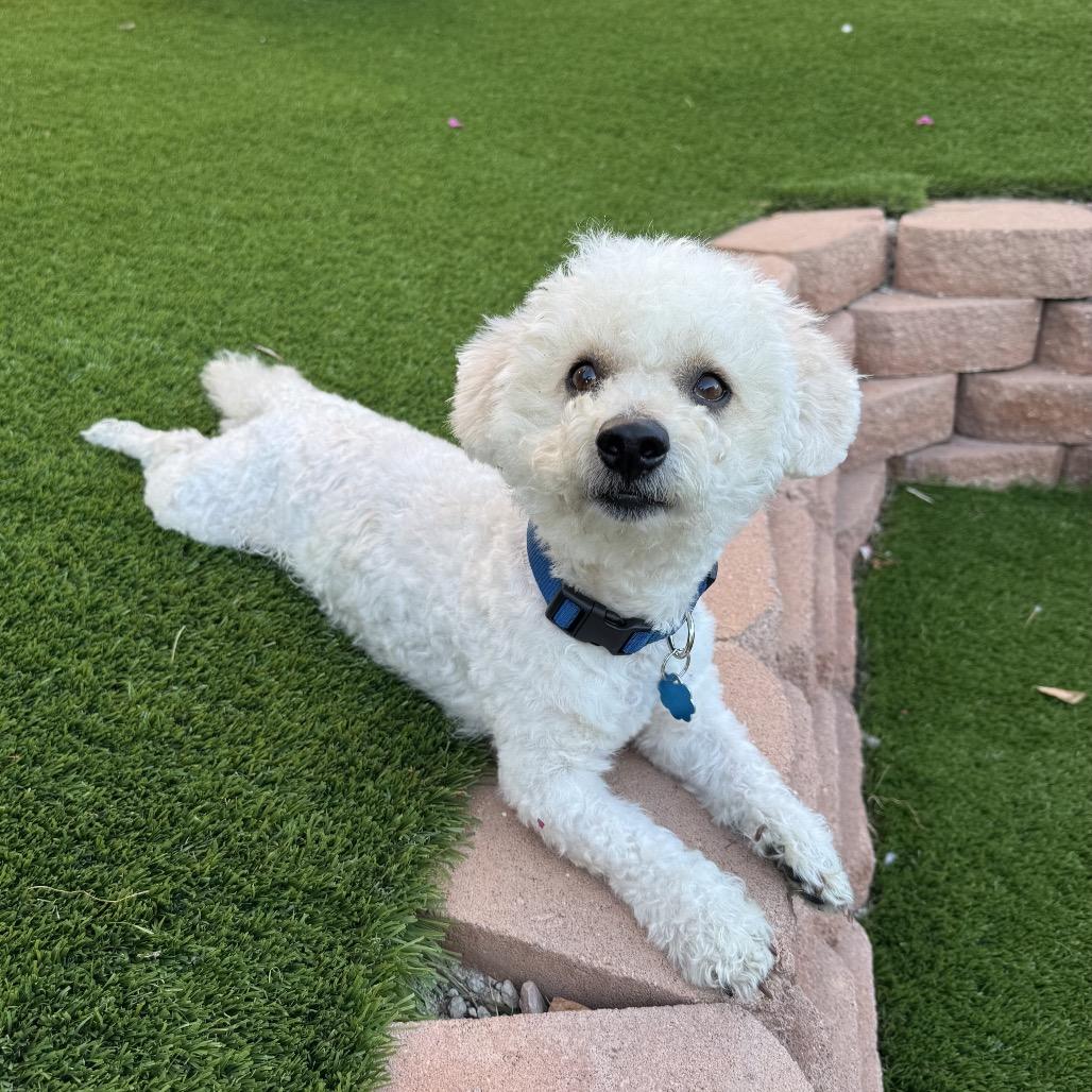 Enlarge West, a Adoptable Bichon Frise in Las Vegas, NV image 4/4