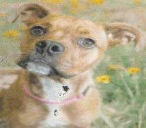 Enlarge Robin, a Adoptable Boxer in Hartselle, AL image 1/1