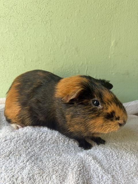 Enlarge Chip Chop, a Adoptable Guinea Pig in San Diego, CA image 1/3