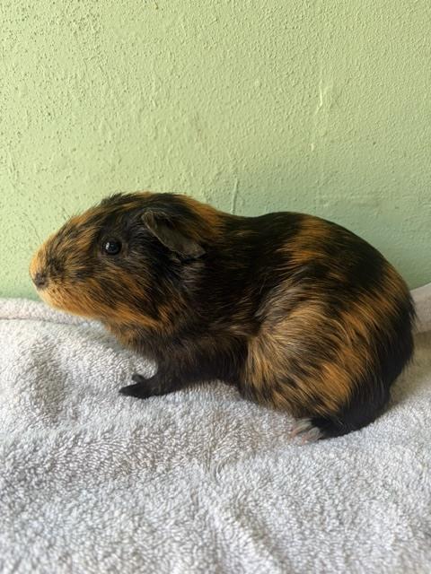 Enlarge Chip Chop, a Adoptable Guinea Pig in San Diego, CA image 2/3