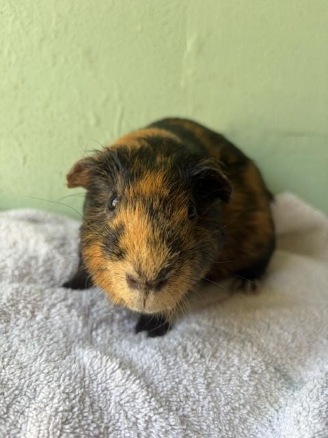 Enlarge Chip Chop, a Adoptable Guinea Pig in San Diego, CA image 3/3