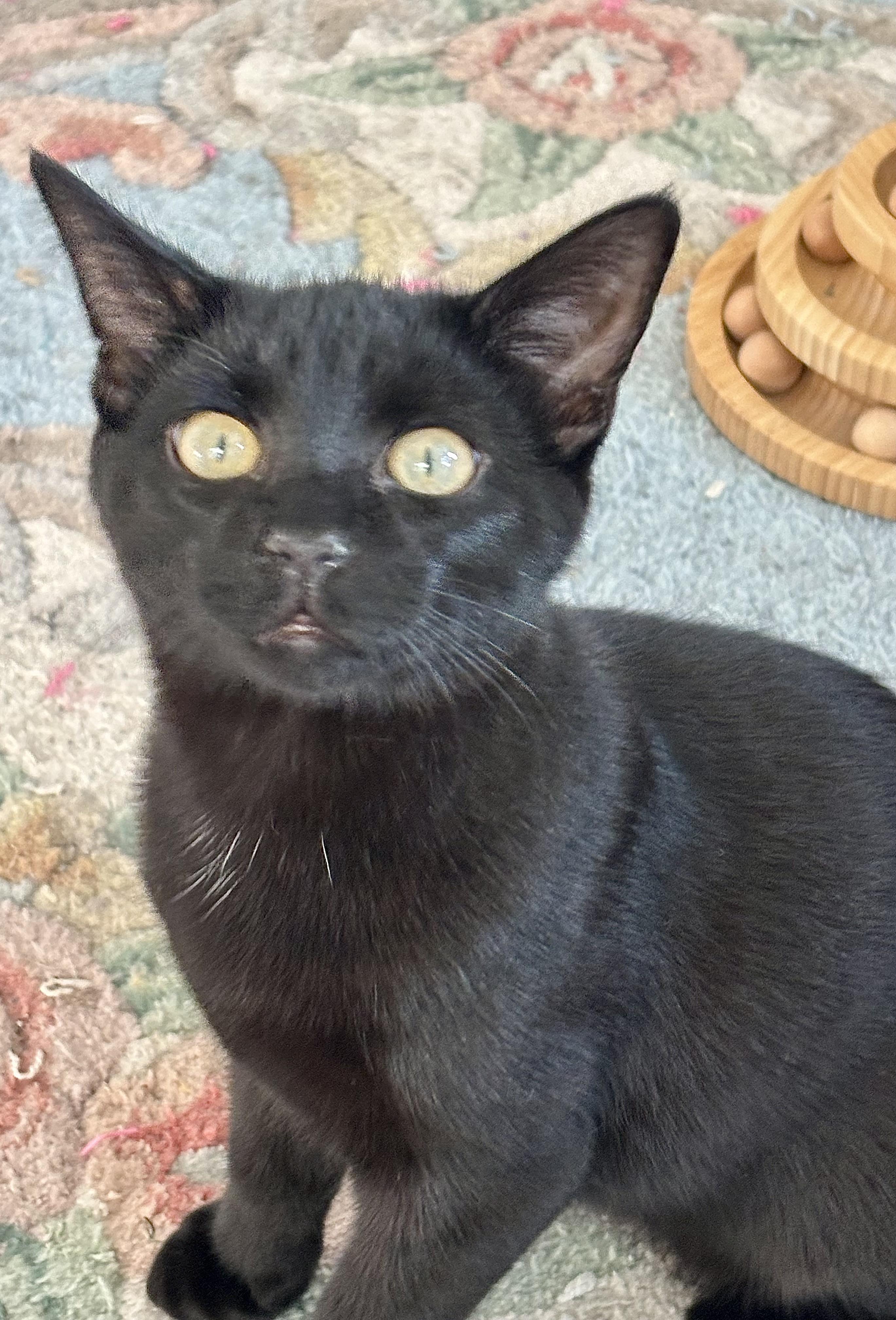 Jasper, Adoptable, Young Male Domestic Short Hair.