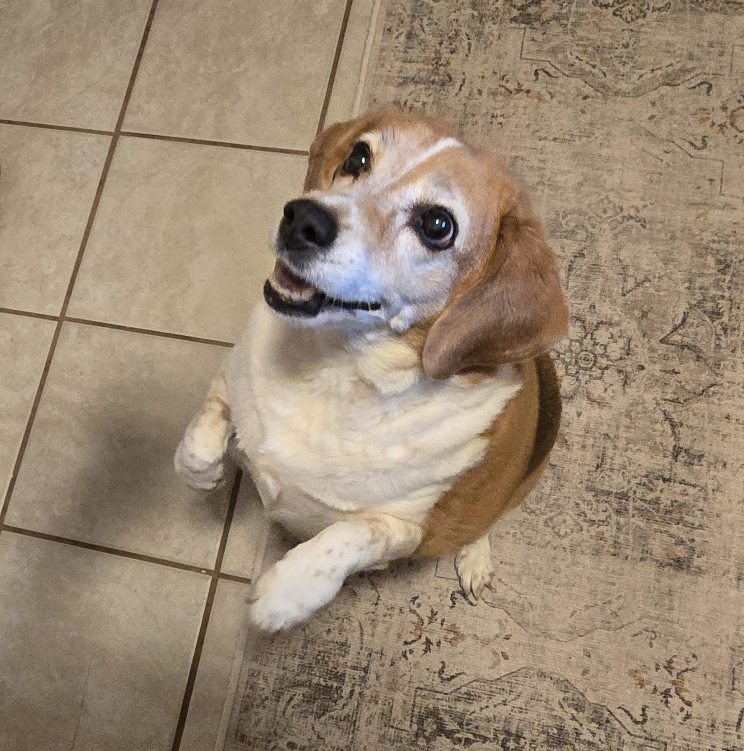 Spectacular Spiegle de Beagle ~ Consummate Gentleman