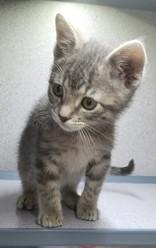 Chandler, adopted, Kitten Male Domestic Short Hair.