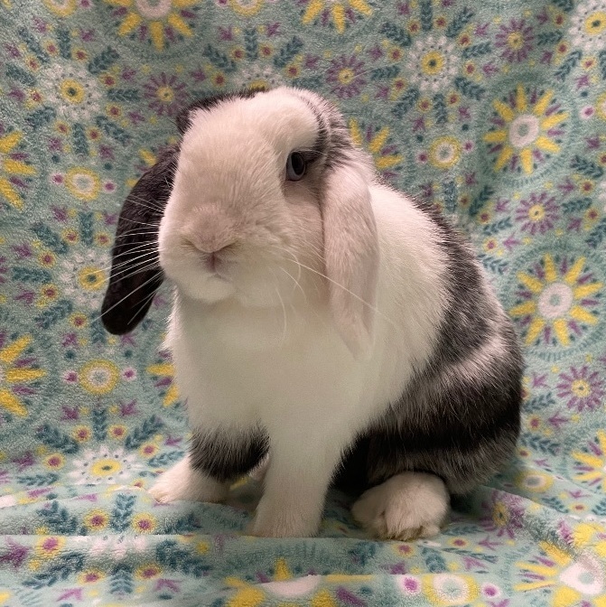 Buttons, Adoptable, Adult Female Mini Lop.