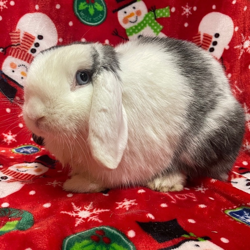 Buttons, a Adoptable Mini Lop in Indianapolis, IN image 2/6