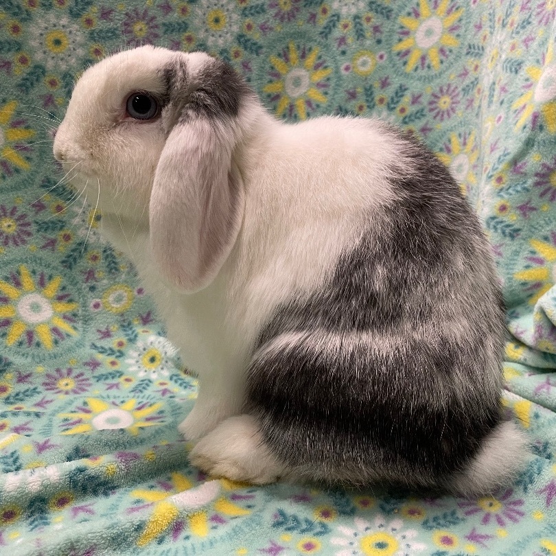 Buttons, a Adoptable Mini Lop in Indianapolis, IN image 3/6