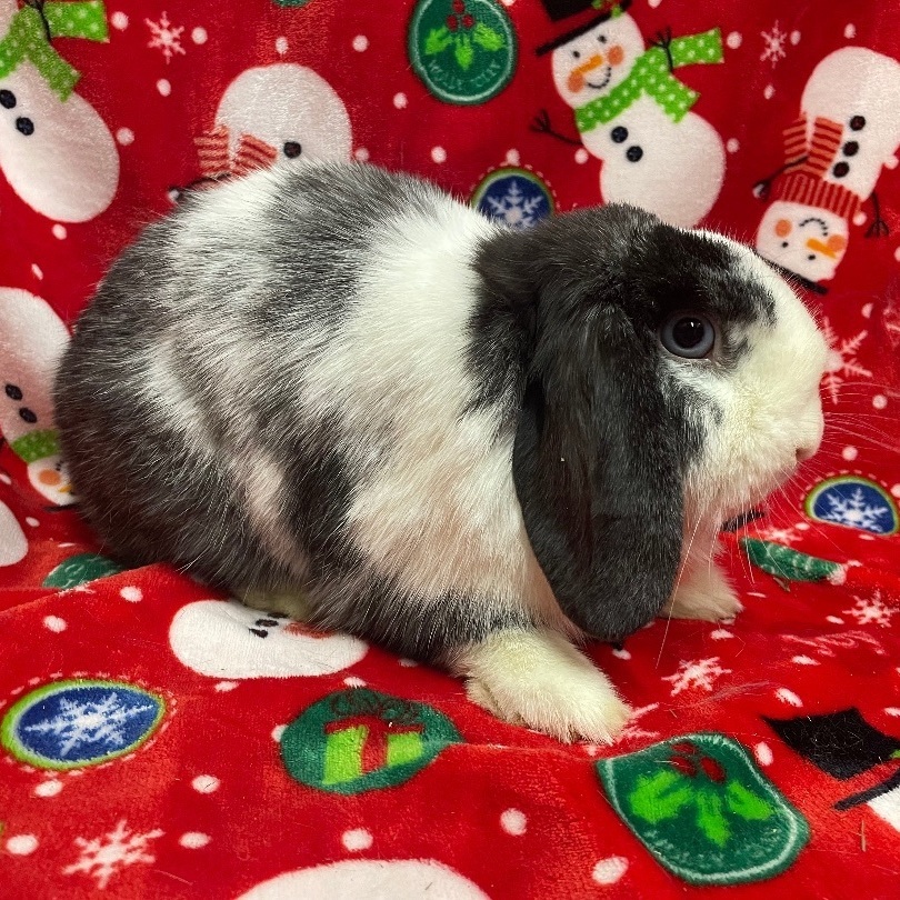 Buttons, a Adoptable Mini Lop in Indianapolis, IN image 4/6