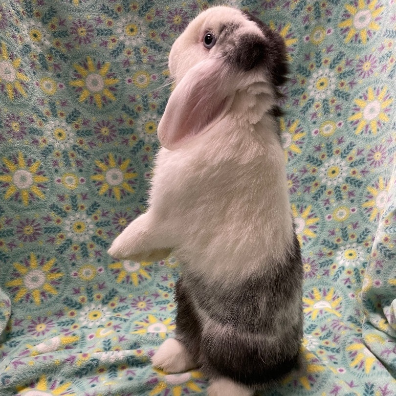Buttons, a Adoptable Mini Lop in Indianapolis, IN image 5/6